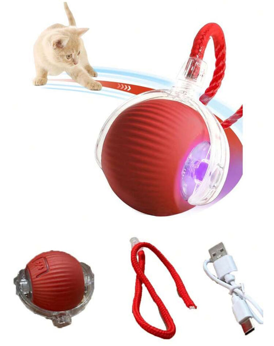 Pet toy